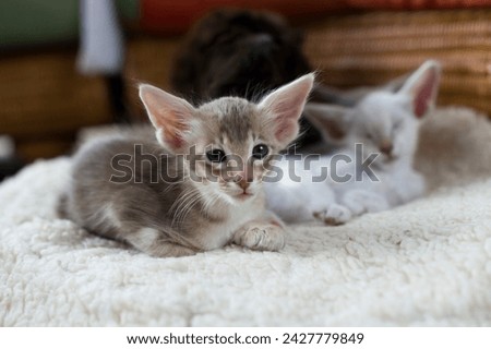 Oriental Longhair Kitten on a cozy Place