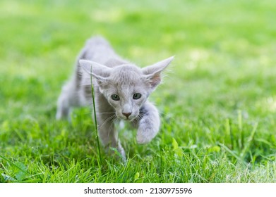 Oriental Longhair Kitten walking in the garden