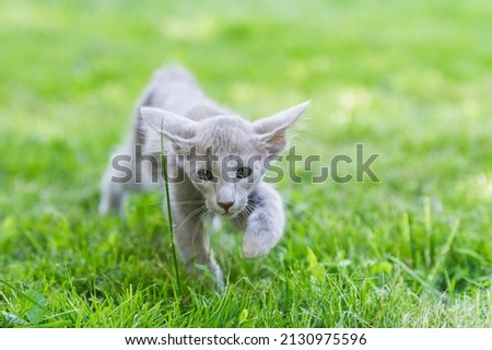 Oriental Longhair Kitten walking in the garden