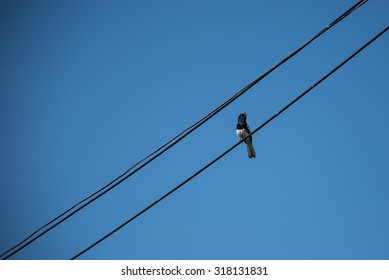 Oriental magpie robin - Shutterstock ID 318131831