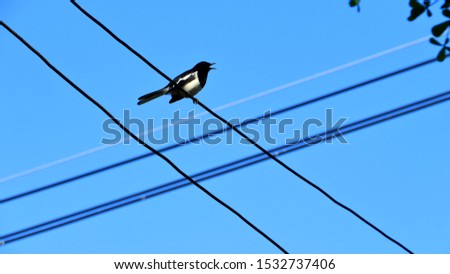 An Oriental Magpie Robin bird on the electric wire with the sky and leaves