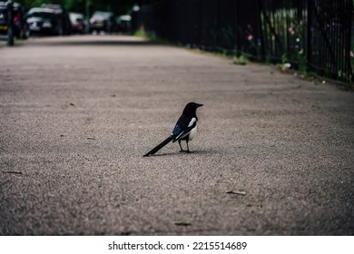 oriental magpie robin on the walkaway of London - Shutterstock ID 2215514689