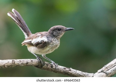 Oriental magpie robin  perched on a tree branch