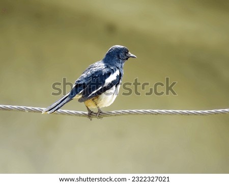 Oriental magpie-robin bird on the electric wire.a small passerine bird.                               