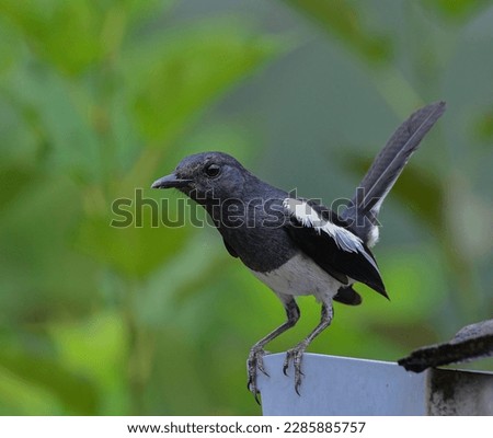 Oriental magpie-robin looks carefully watching