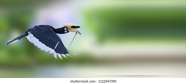 Oriental Pied Hornbill