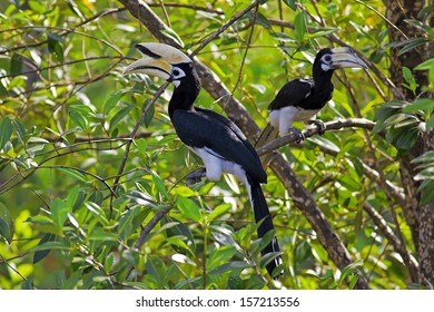 Oriental Pied Hornbill