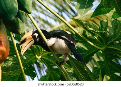 Oriental Pied Hornbill