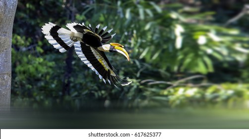 Oriental Pied Hornbill