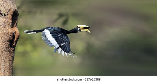 Oriental Pied Hornbill