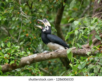 Oriental Pied Hornbill (Anthracoceros Albirostris) Throwing Red Fruit Into The  Mouth. Big Beautiful Bird Sitting And Eating Fruit On A Branch Of Ficus Benjamina Or Weeping Fig Or Benjamin Fig Tree.