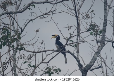 Oriental Pied Hornbill In The Forest. Oriental Pied Hornbill Is Species Birds, Smallest And Most Common Of The Asian Hornbills. Free Space For Text.