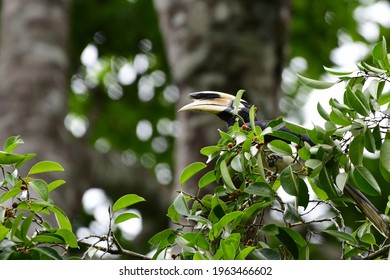 The Oriental Pied Hornbill Is An Indo-Malayan Pied Hornbill, 
The Species Is Considered To Be Among The Smallest And Most Common Of The Asian Hornbills.