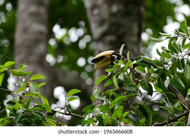 The Oriental Pied Hornbill Is An Indo-Malayan Pied Hornbill, 
The Species Is Considered To Be Among The Smallest And Most Common Of The Asian Hornbills.