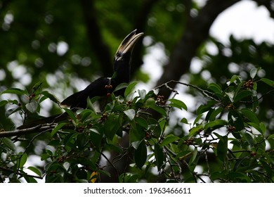 The Oriental Pied Hornbill Is An Indo-Malayan Pied Hornbill, 
The Species Is Considered To Be Among The Smallest And Most Common Of The Asian Hornbills.