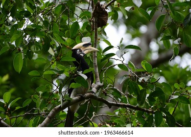 The Oriental Pied Hornbill Is An Indo-Malayan Pied Hornbill, 
The Species Is Considered To Be Among The Smallest And Most Common Of The Asian Hornbills.