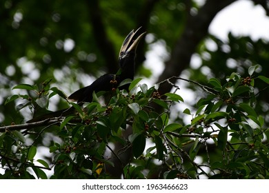 The Oriental Pied Hornbill Is An Indo-Malayan Pied Hornbill, 
The Species Is Considered To Be Among The Smallest And Most Common Of The Asian Hornbills.