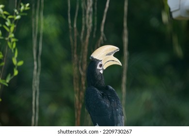 Oriental Pied Hornbill At Piasau Nature Reserve, Miri, Sarawak. 