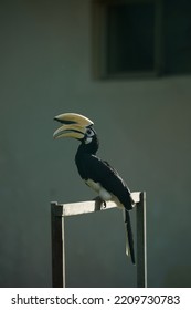 Oriental Pied Hornbill At Piasau Nature Reserve, Miri, Sarawak.