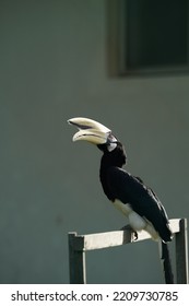 Oriental Pied Hornbill At Piasau Nature Reserve, Miri, Sarawak.