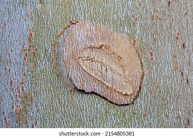 Oriental Plane Bark Texture, Camouflage Effect