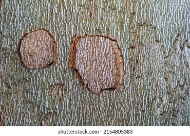 Oriental Plane Bark Texture, Camouflage Effect