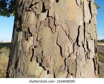 Oriental Plane Tree	Common Tree Bark Texture