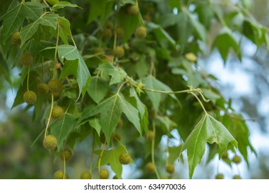 Oriental Plane Tree Leaves And Fruits Background.