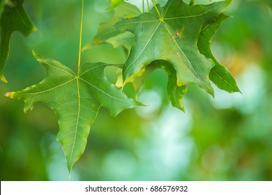 Oriental Plane Tree Leaves And Fruits Background.