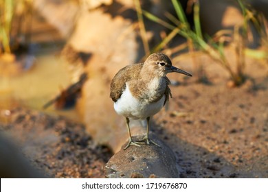 The Oriental Plover (Charadrius Veredus) Also Known As The Oriental Dotterel, Is A Medium-sized Charadriine Plover 