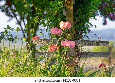 Oriental Poppies In Peach - Garden