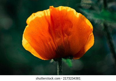 Oriental poppy flower - the king of perennial poppies. The plant is tall, up to 60-80 cm The leaves are large, basal, pinnately dissected.
