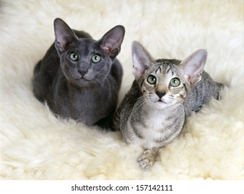 Oriental Shorthair Images Stock Photos Vectors Shutterstock