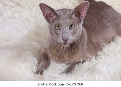 Oriental Shorthair