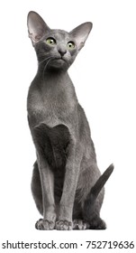 Oriental Shorthair Kitten Images Stock Photos Vectors