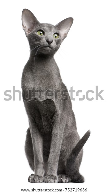 Oriental Shorthair Cat 10 Months Old Animals Wildlife Stock Image