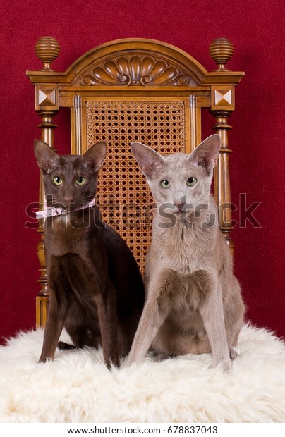 Oriental Shorthair Cat Stock Photo Edit Now 678837043