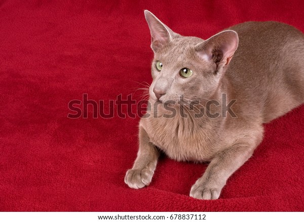 Oriental Shorthair Cat Stock Photo Edit Now 678837112