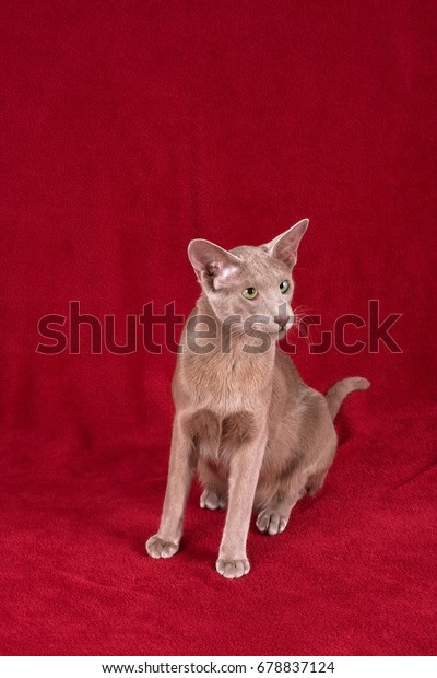 Oriental Shorthair Cat Stock Photo Edit Now 678837124