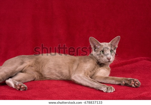 Oriental Shorthair Cat Stock Photo Edit Now 678837133