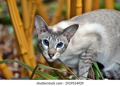 Oriental Shorthair cat blue eyes