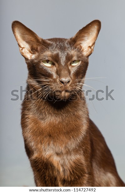 Oriental Shorthair Cat Dark Brown Siamese Stock Photo Edit Now