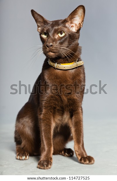 Oriental Shorthair Cat Dark Brown Siamese Stock Photo Edit Now