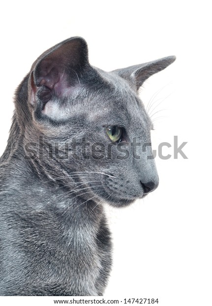 Oriental Shorthair Cat On White Background Stock Photo Edit Now