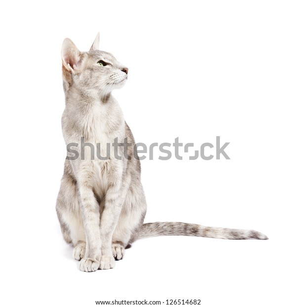 Oriental Shorthair Cat Sitting Looking Attentively Stock Photo