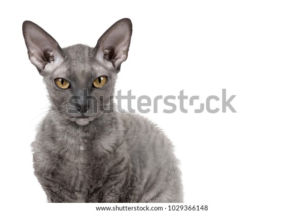 Oriental Shorthair Cat Sitting Watching Gray Stock Photo Edit Now