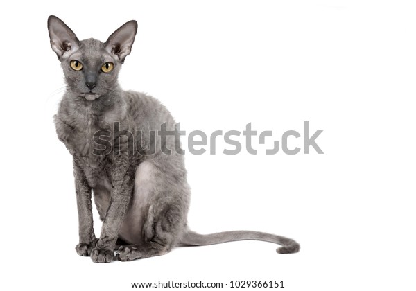 Oriental Shorthair Cat Sitting Watching Gray Stock Photo Edit Now