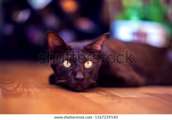 Oriental Shorthair Cat Sitting Watching Gray Stock Photo Edit Now