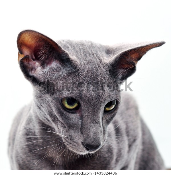 Oriental Shorthair Grey Cat Portrait Stock Photo Edit Now 1433824436