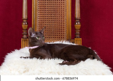 Orientalisch Kurzhaar Okh Oriental Shorthair Cat Images Stock